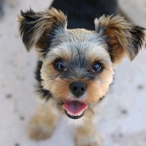 Meet your Posher, Bubbles